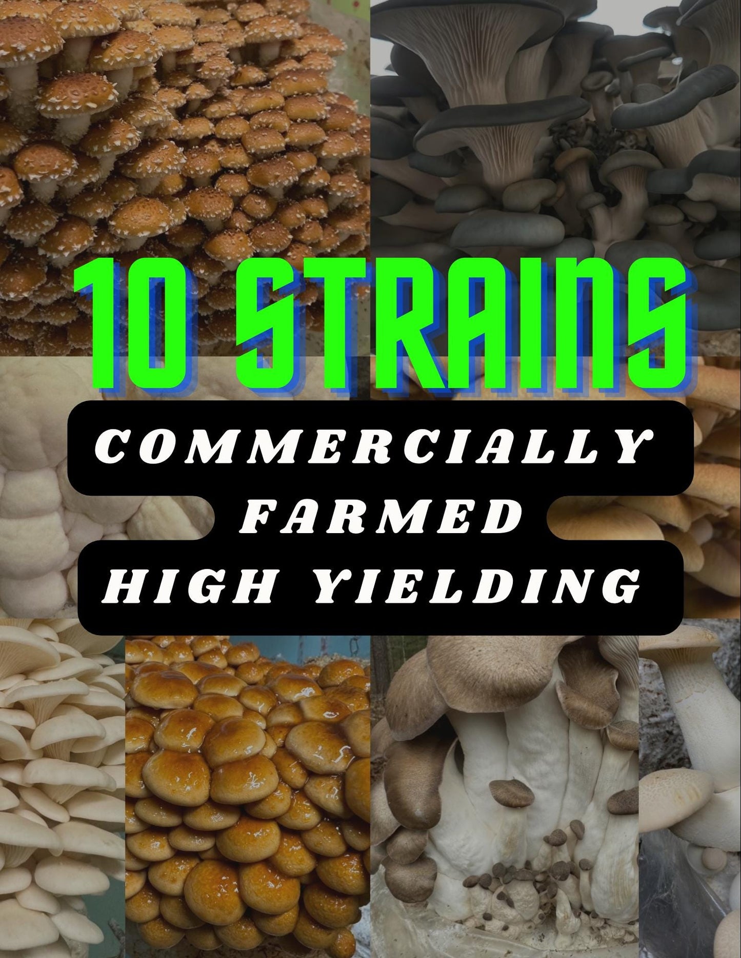 Mushroom Farm Starter Kit Liquid Culture 10 Pack: Production-Tested Strains