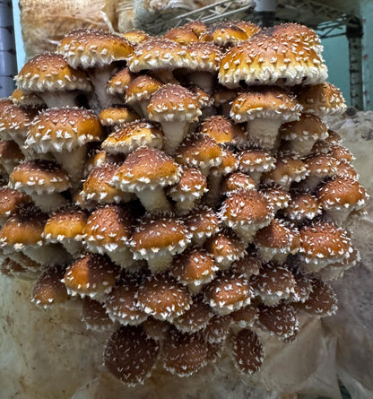 Chestnut Mushroom Liquid Cryo Culture Syringe:  Grow DIY