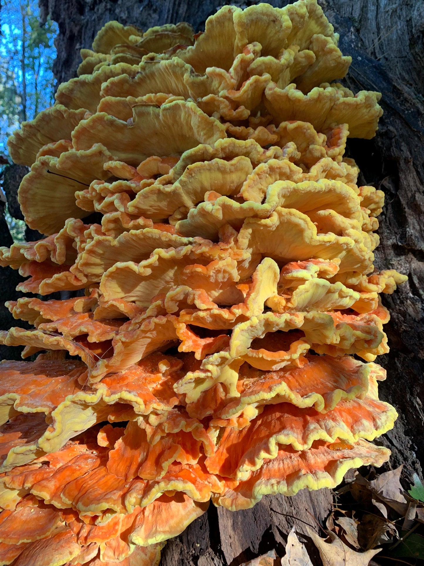 Chicken-of-the-Woods Mushroom Liquid Culture: Appalachian Wild, Medicinal Danish Strains