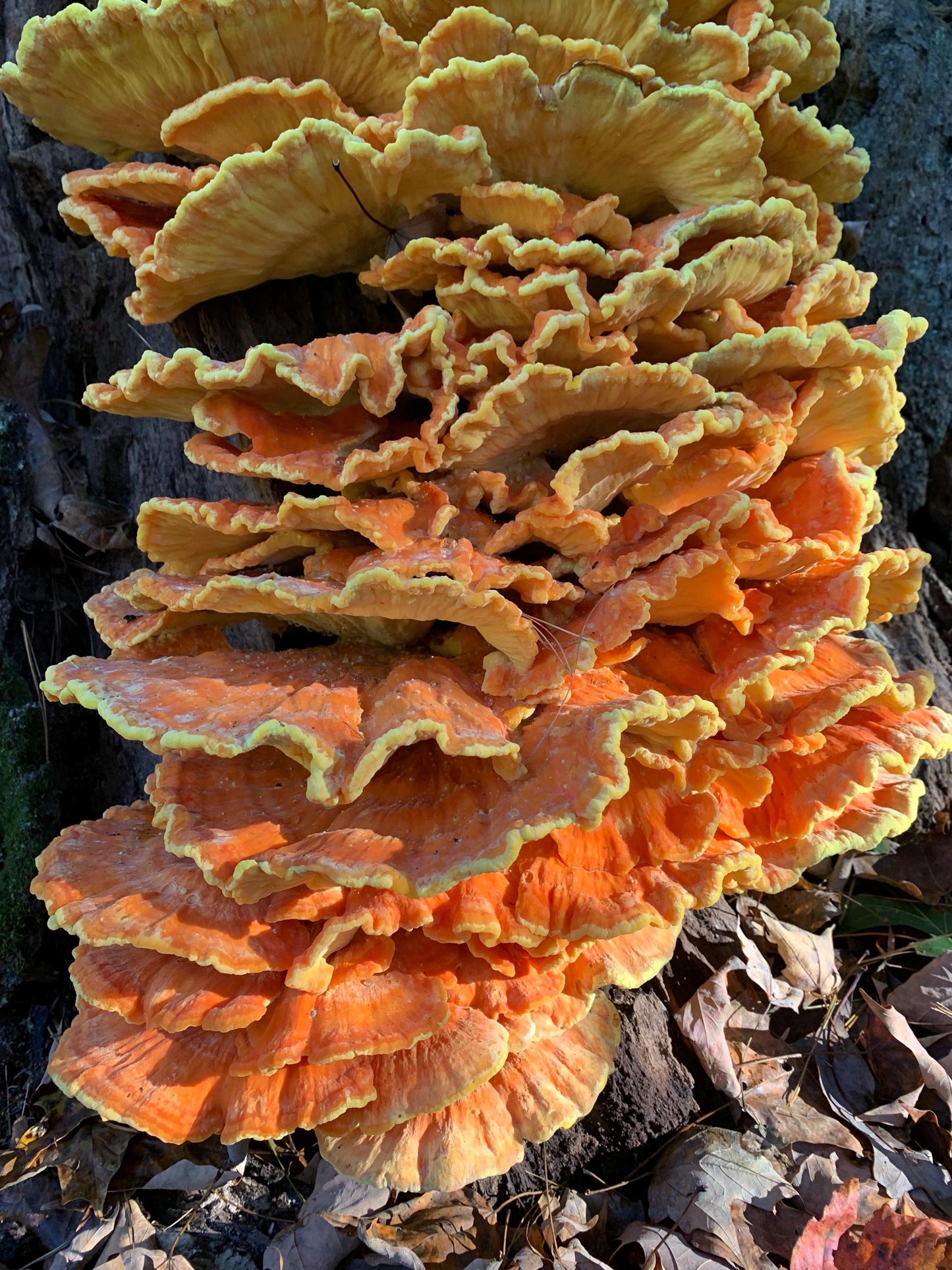 Chicken-of-the-Woods Mushroom Liquid Culture: Appalachian Wild, Medicinal Danish Strains
