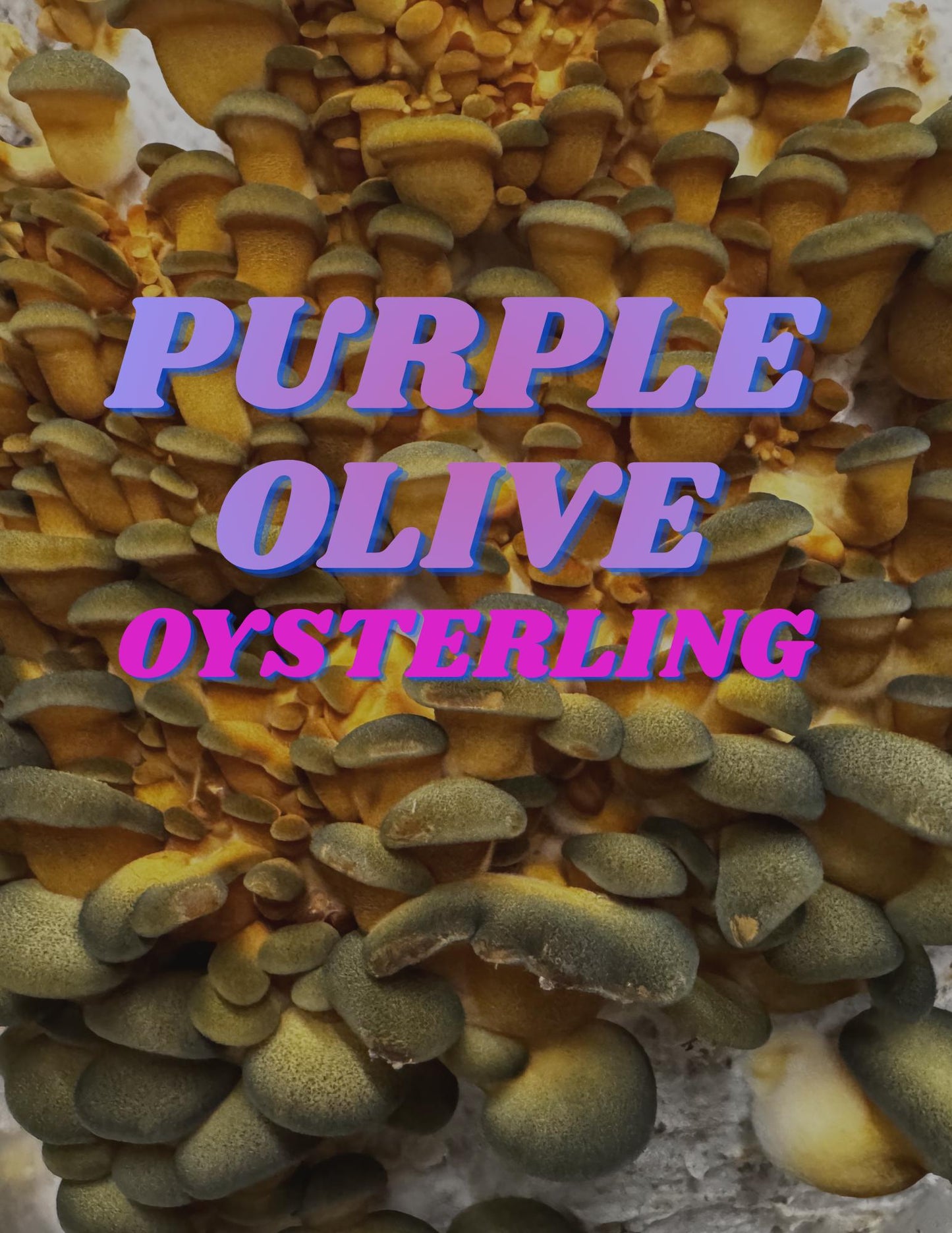 Purple Olive Oysterling Mushroom Liquid Culture Syringe:  Grow Your Own