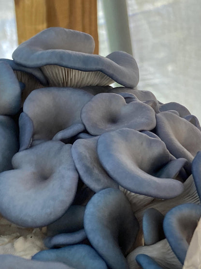 Chocolate Blue Oyster Mushroom XL Fruiting Block 11lb: Ready-to-Fruit, Table Top Farm