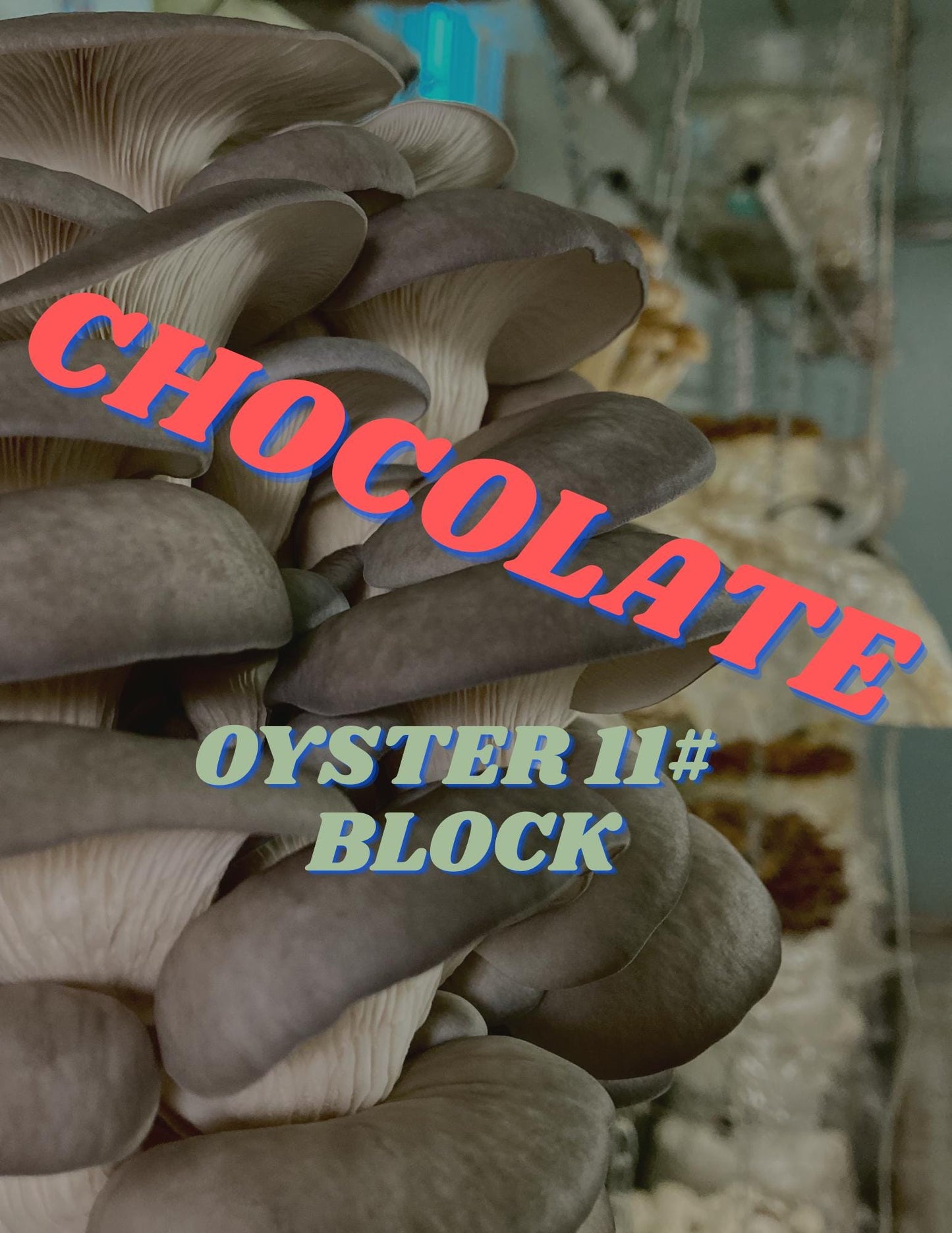 Chocolate Blue Oyster Mushroom XL Fruiting Block 11lb: Ready-to-Fruit, Table Top Farm