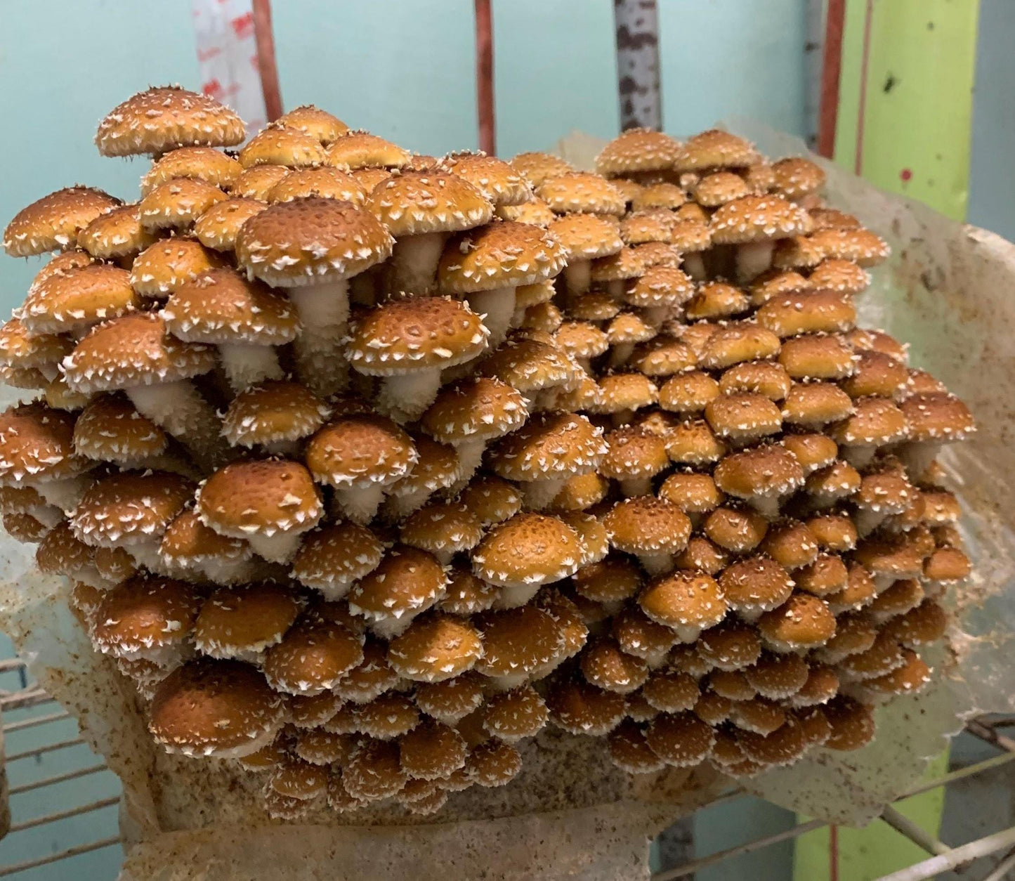 Chestnut Mushroom Fruiting Block – Ready to Grow Gourmet Mushrooms (XL 11lb)