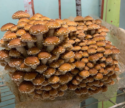Chestnut Mushroom Fruiting Block – Ready to Grow Gourmet Mushrooms (XL 11lb)