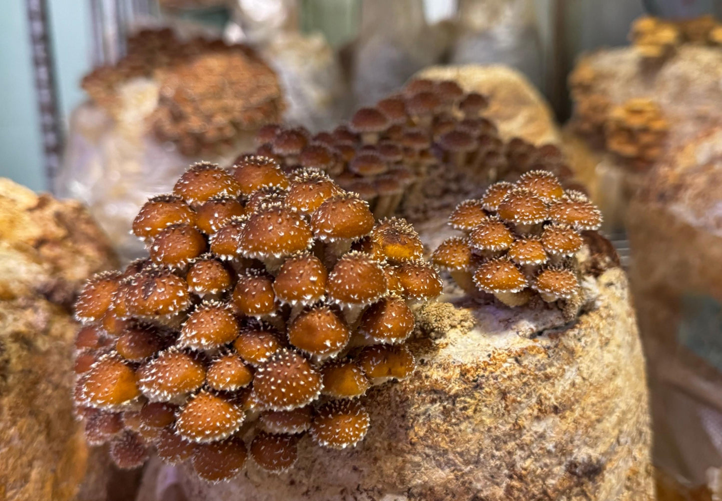 Chestnut Mushroom Liquid Cryo Culture Syringe:  Grow DIY