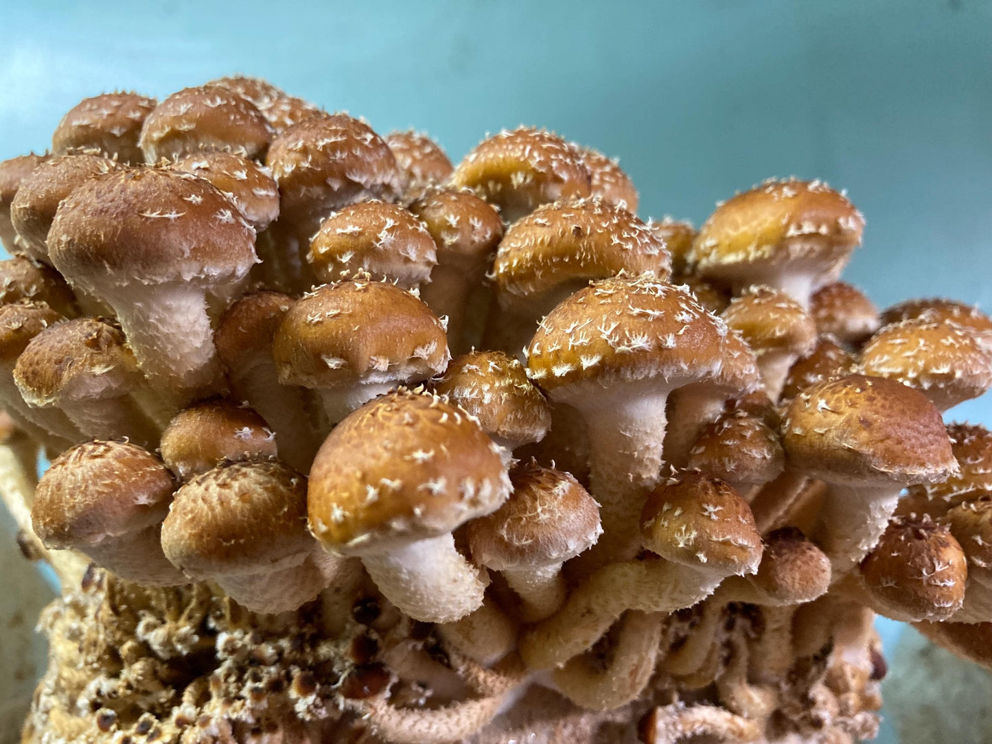 Chestnut Mushroom Liquid Cryo Culture Syringe:  Grow DIY