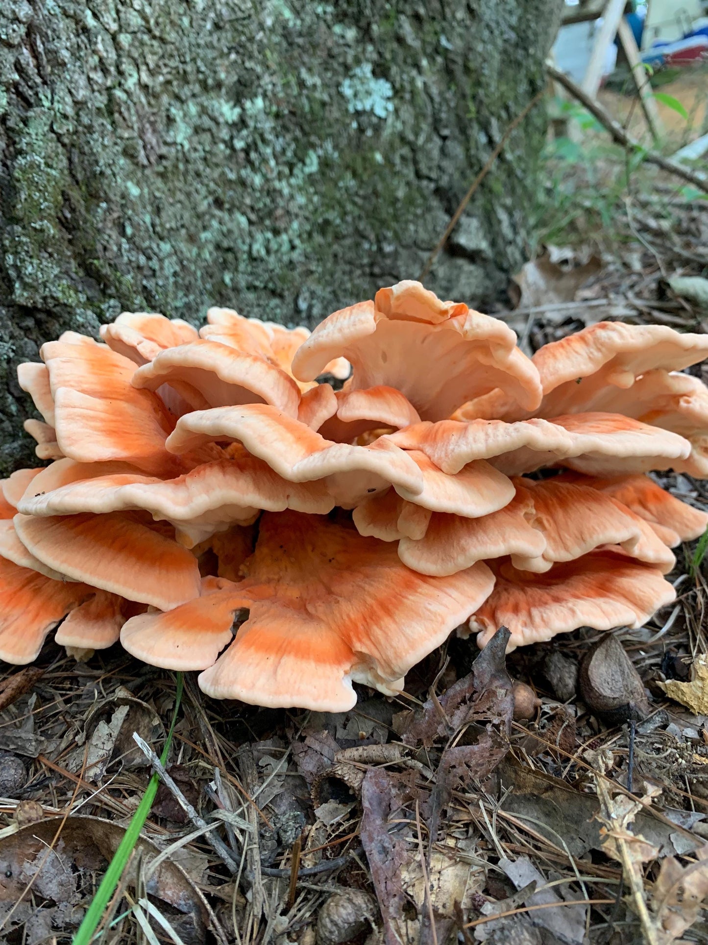 Chicken-of-the-Woods Mushroom Liquid Culture: Appalachian Wild, Medicinal Danish Strains