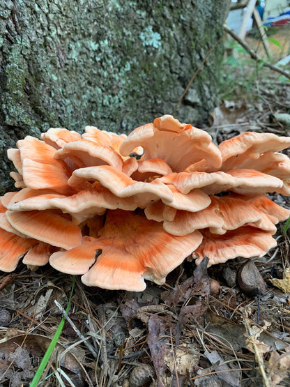 Chicken-of-the-Woods Mushroom Liquid Culture: Appalachian Wild, Medicinal Danish Strains